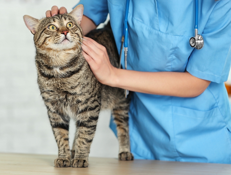 Veterinary Jobs in Bowmanville