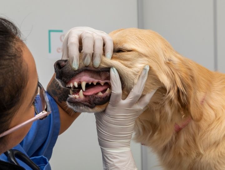 pet dental care